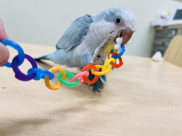 オキナインコ