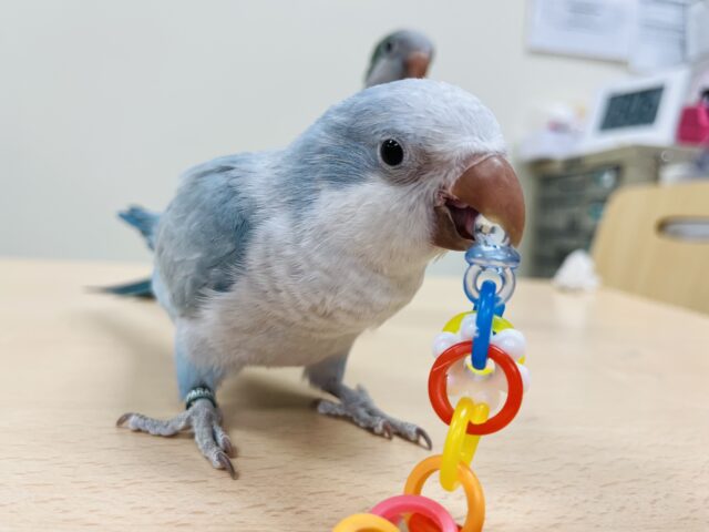 オキナインコ