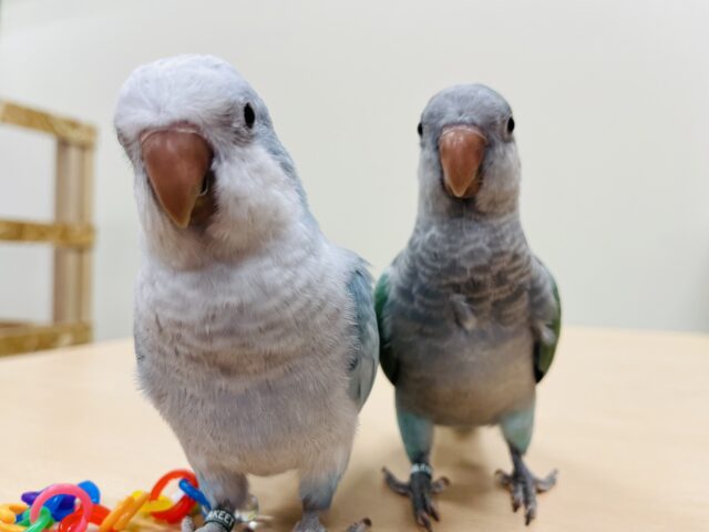 オキナインコ