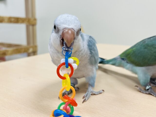 オキナインコ