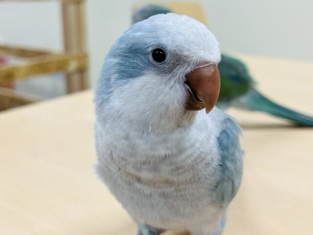 オキナインコ