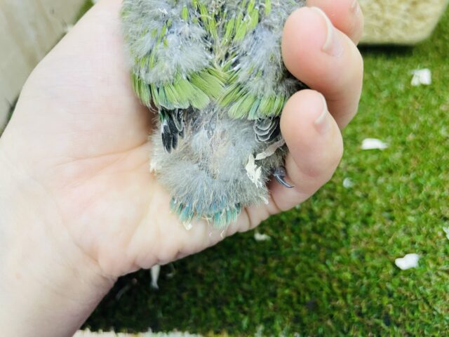 コザクラインコ（小桜インコ）