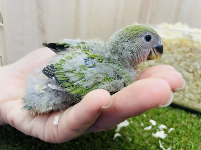 コザクラインコ（小桜インコ）