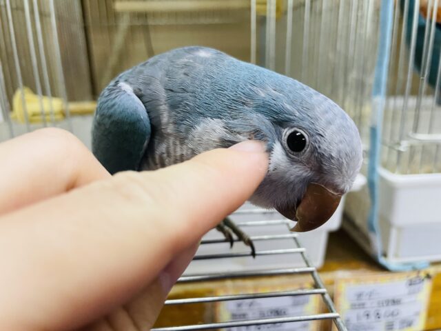 オキナインコ