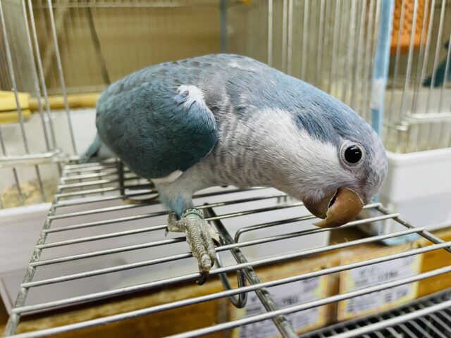 オキナインコ