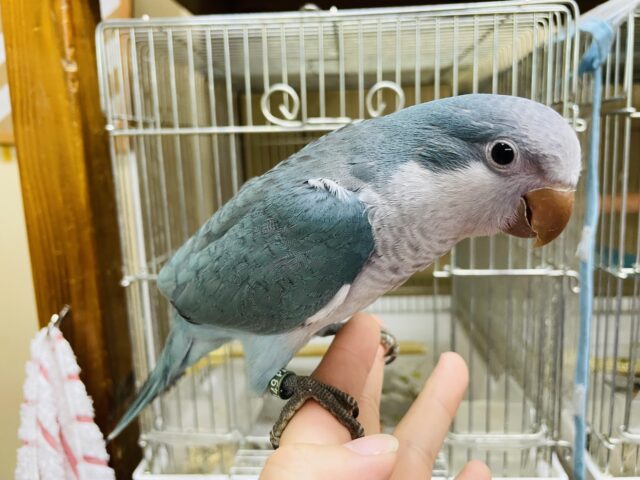 オキナインコ