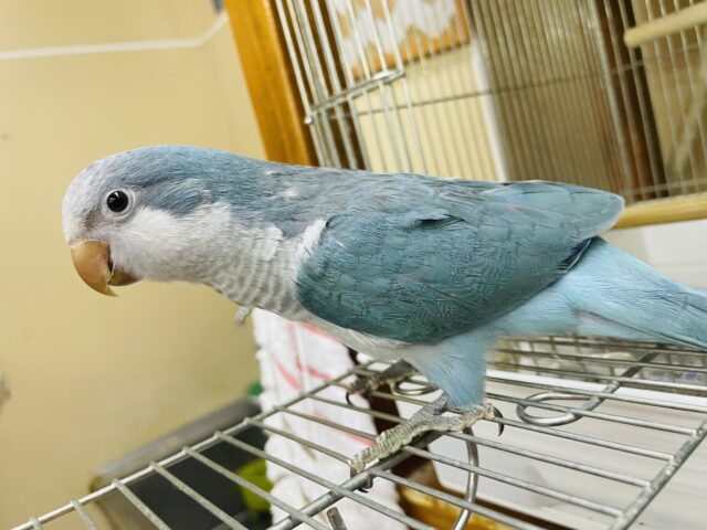 オキナインコ