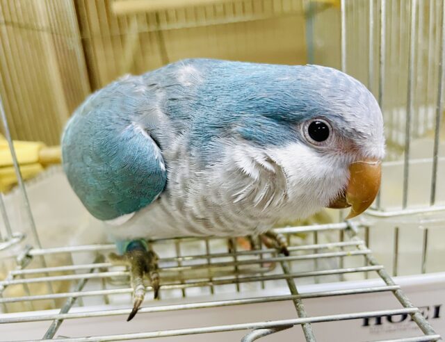 ボテっとまったりしていく？　オキナインコ　ブルー