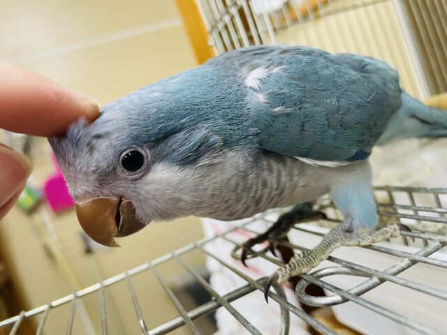 オキナインコ