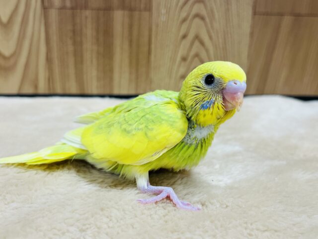 セキセイインコ