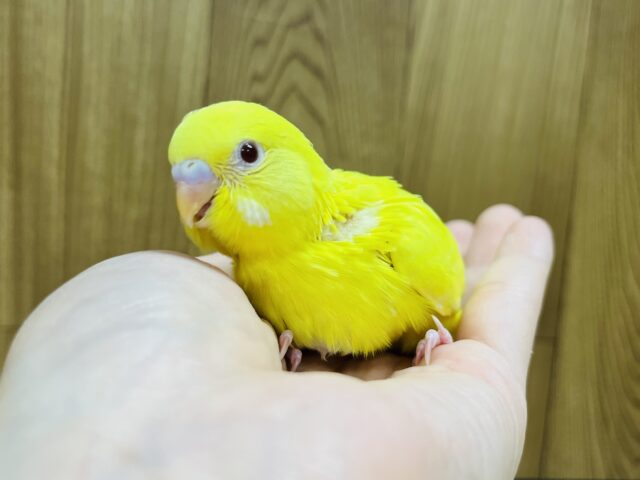 セキセイインコ