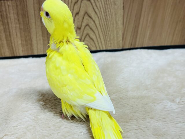 セキセイインコ