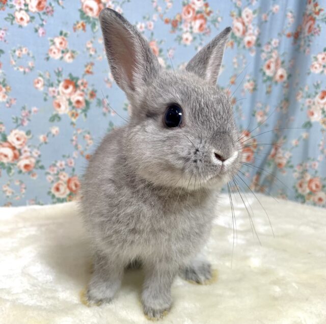 ネザーランドドワーフ