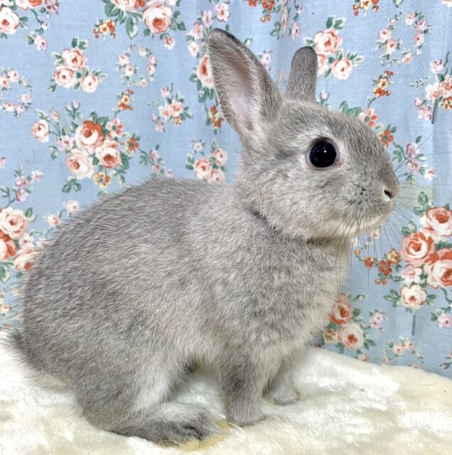 ネザーランドドワーフ