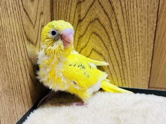 セキセイインコ