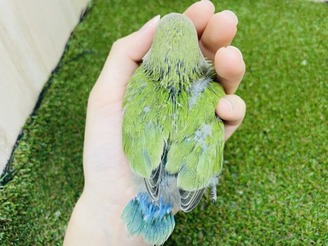 コザクラインコ（小桜インコ）