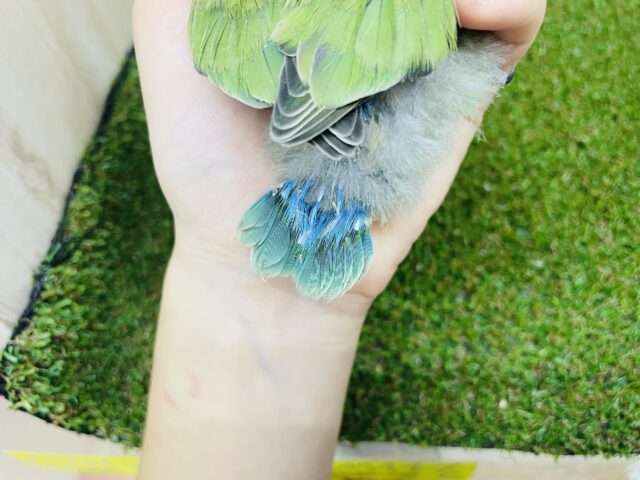 コザクラインコ（小桜インコ）