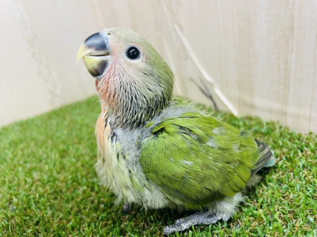 コザクラインコ（小桜インコ）