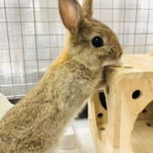 【最新画像更新🪄】どこから見ても可愛さ120点満点♡ネザーランドドワーフ(チェスナット) 男の子