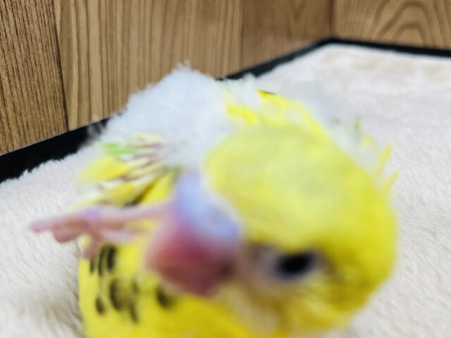 セキセイインコ