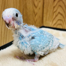 パッと明るい空色カラー🩵セキセイインコ(スパングル) ヒナ