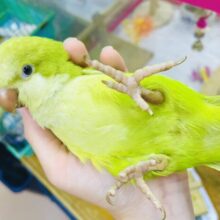 1人餌❣️めためたに可愛い💓最新画像になりますよ⭐️ニオイのする方へひかれちゃう〜again and again  オキナインコ　パステルグリーン
