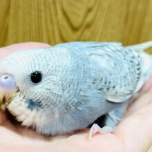 落ち着いた雰囲気‪☆セキセイインコ(スパングル) ヒナ