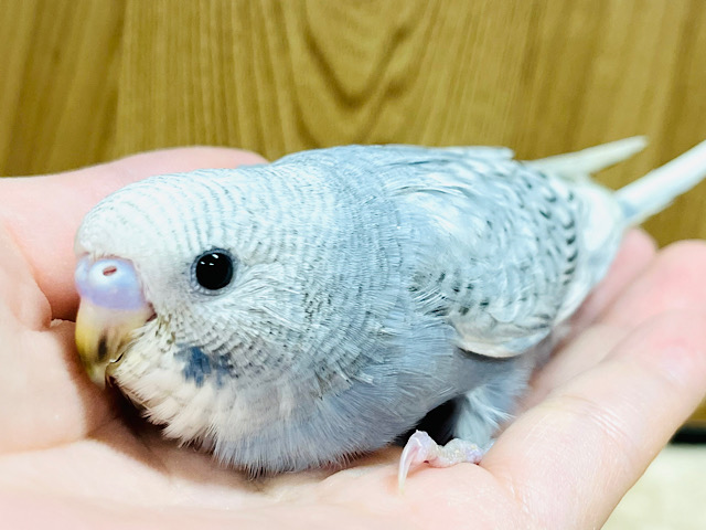 落ち着いた雰囲気‪☆セキセイインコ(スパングル) ヒナ