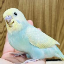 【最新画像更新🪄】癒し効果バツグン♡セキセイインコ(パステルカラーレインボー🌈) ヒナ