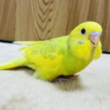 【最新画像更新🪄】しゅわしゅわ🫧メロンソーダ🍈セキセイインコ(スパングルパイド) ヒナ