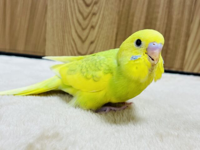 【最新画像更新🪄】しゅわしゅわ🫧メロンソーダ🍈セキセイインコ(スパングルパイド) ヒナ