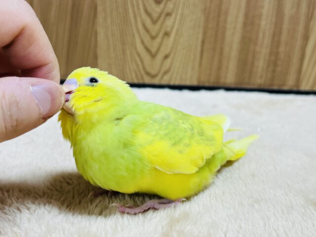 セキセイインコ