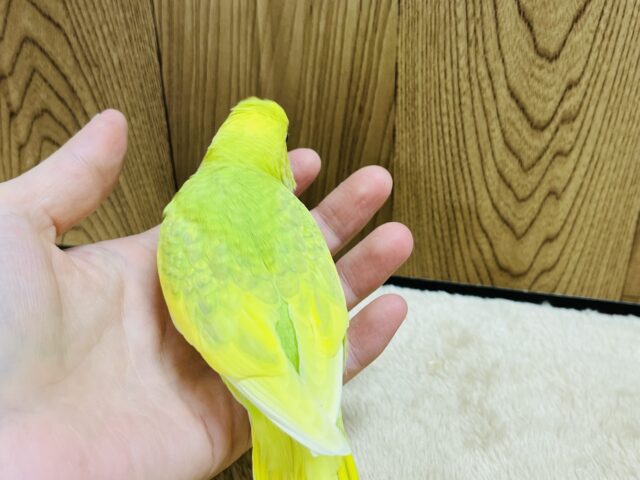 セキセイインコ