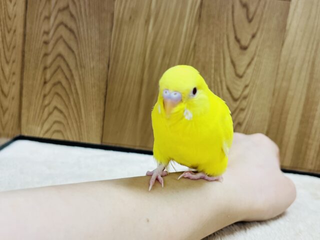 セキセイインコ