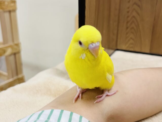 セキセイインコ