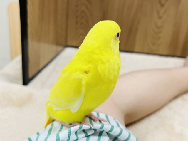 セキセイインコ