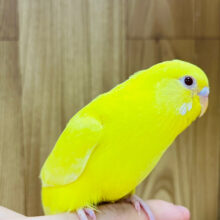 【最新画像更新🪄】ゴーイングマイウェイ！！セキセイインコ(ルチノー) ヒナ