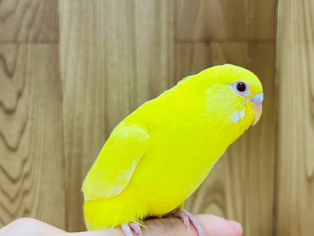 【最新画像更新🪄】ゴーイングマイウェイ！！セキセイインコ(ルチノー) ヒナ