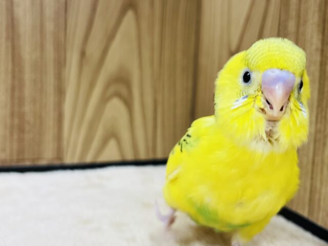 セキセイインコ