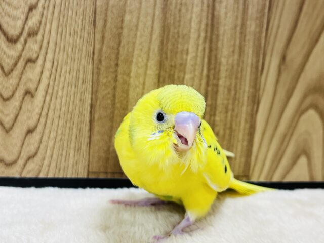 セキセイインコ