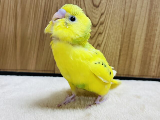 セキセイインコ