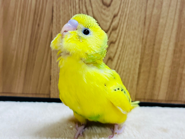 【最新画像更新🪄】模様少なめ‪☆ビビットカラーのセキセイインコ(パイド) ヒナ