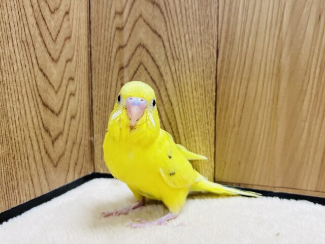 セキセイインコ