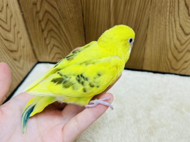 セキセイインコ