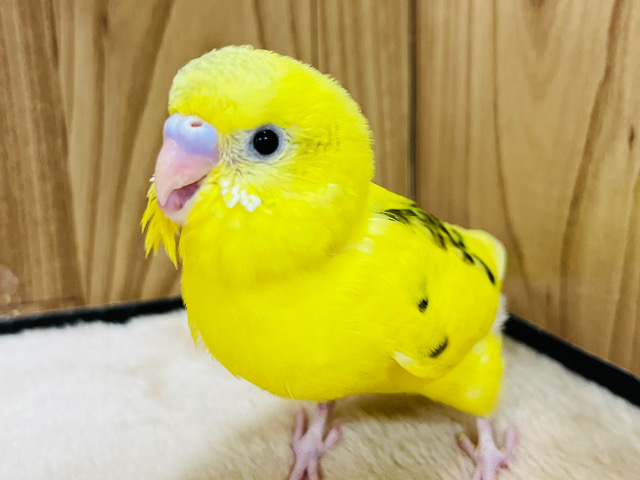 【最新画像更新🪄】くりくりおめめのベイビーフェイス🐣♡セキセイインコ(ハルクイン) ヒナ