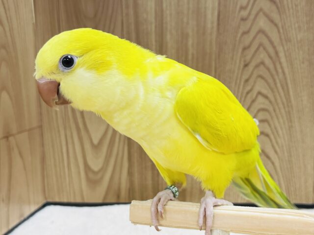 オキナインコ