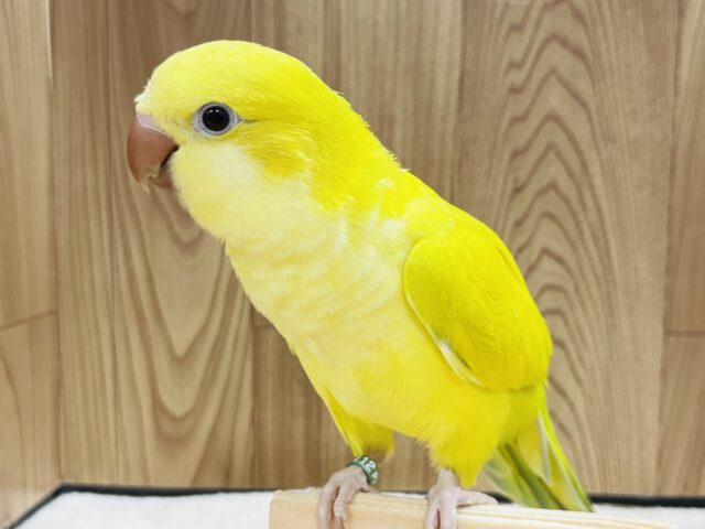 オキナインコ