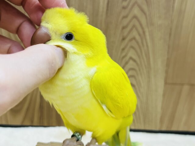 オキナインコ