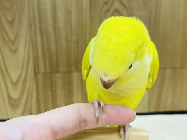 オキナインコ