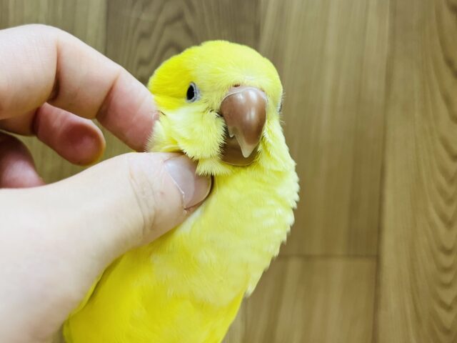 オキナインコ